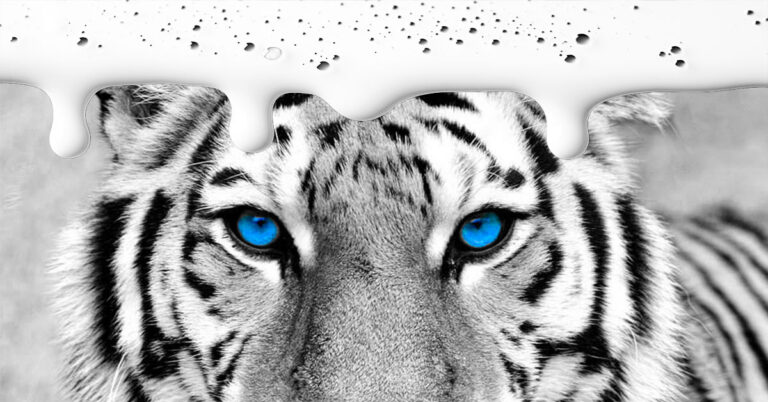 Black and White photo of Tiger with blue eyes and white ink dripping from top