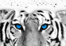 Black and White photo of Tiger with blue eyes and white ink dripping from top