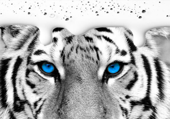 Black and White photo of Tiger with blue eyes and white ink dripping from top