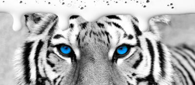 Black and White photo of Tiger with blue eyes and white ink dripping from top